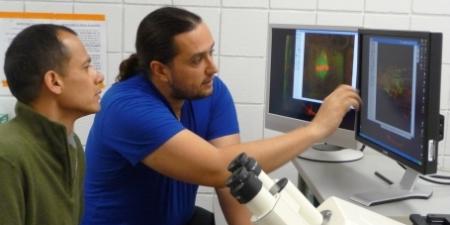 Adan Colon-Carmona, associate professor of biology, and a student sitting in front of two computer screens and observing molecular images of plants.